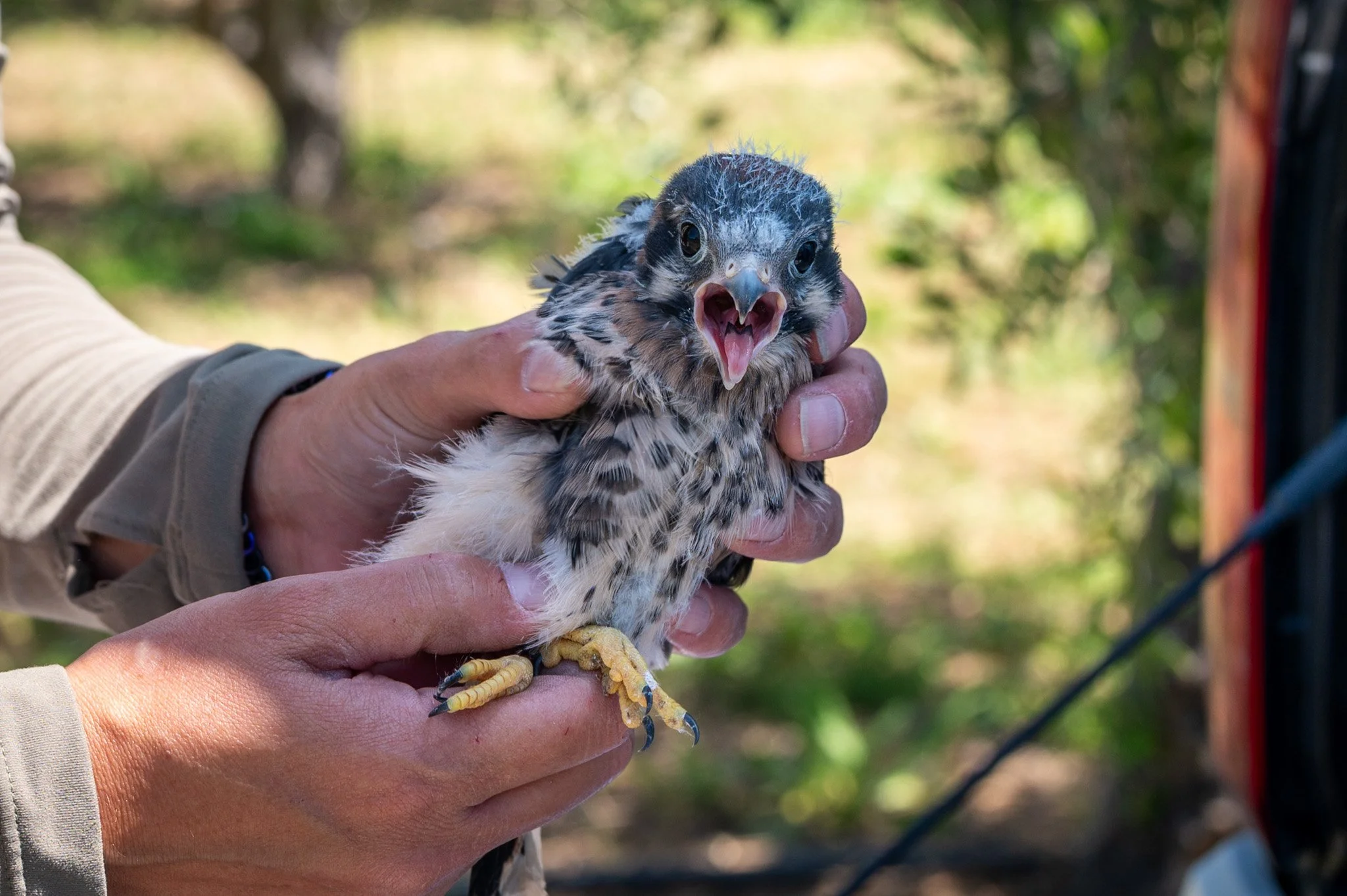 kestrel.jpg
