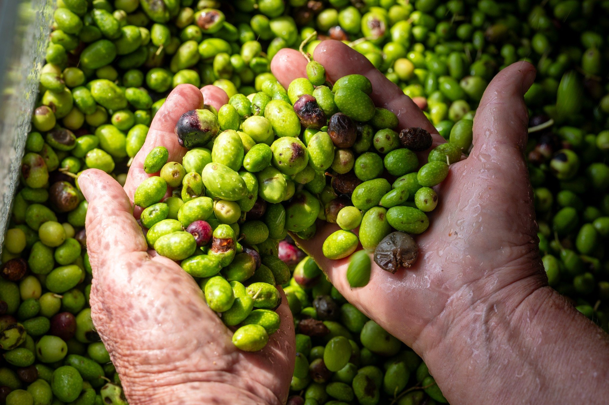 olives.jpg