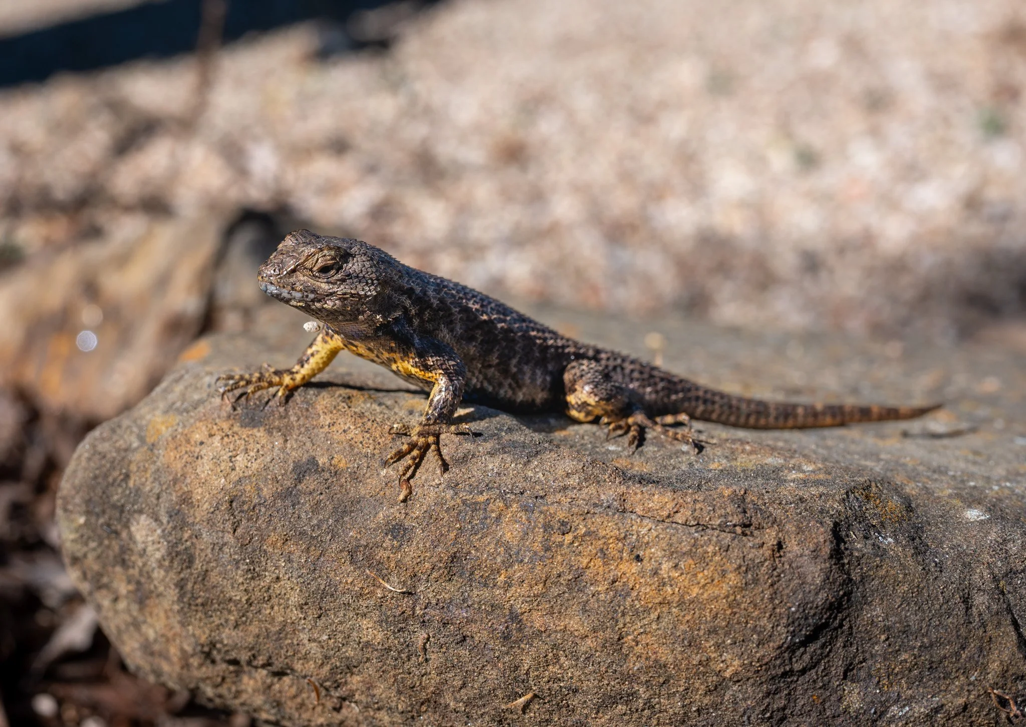 lizard.jpg