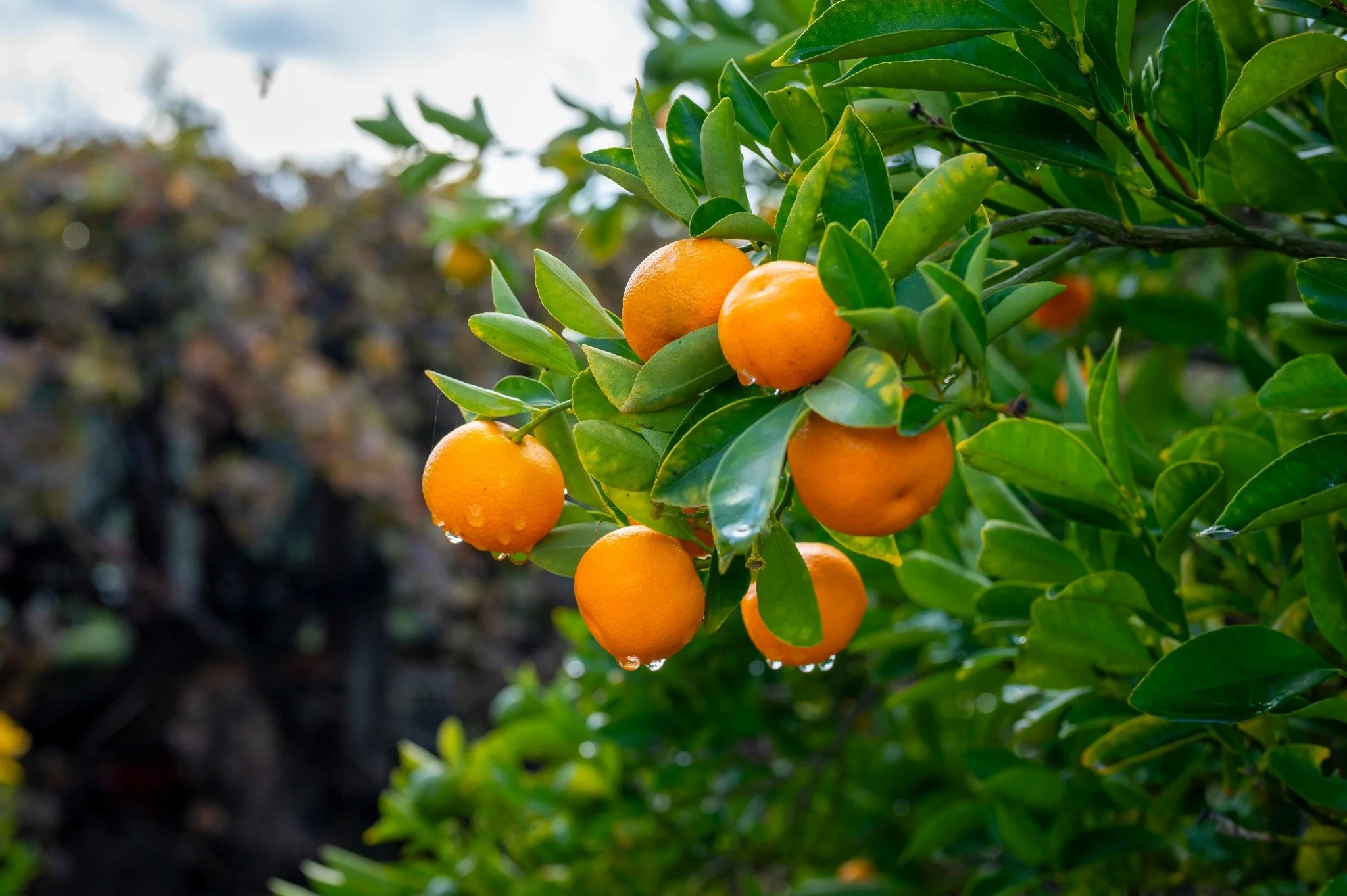 oranges.jpg