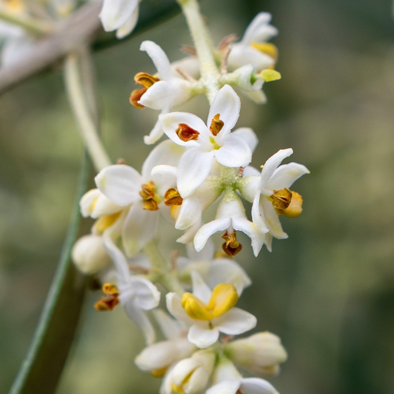olive flowers.jpg