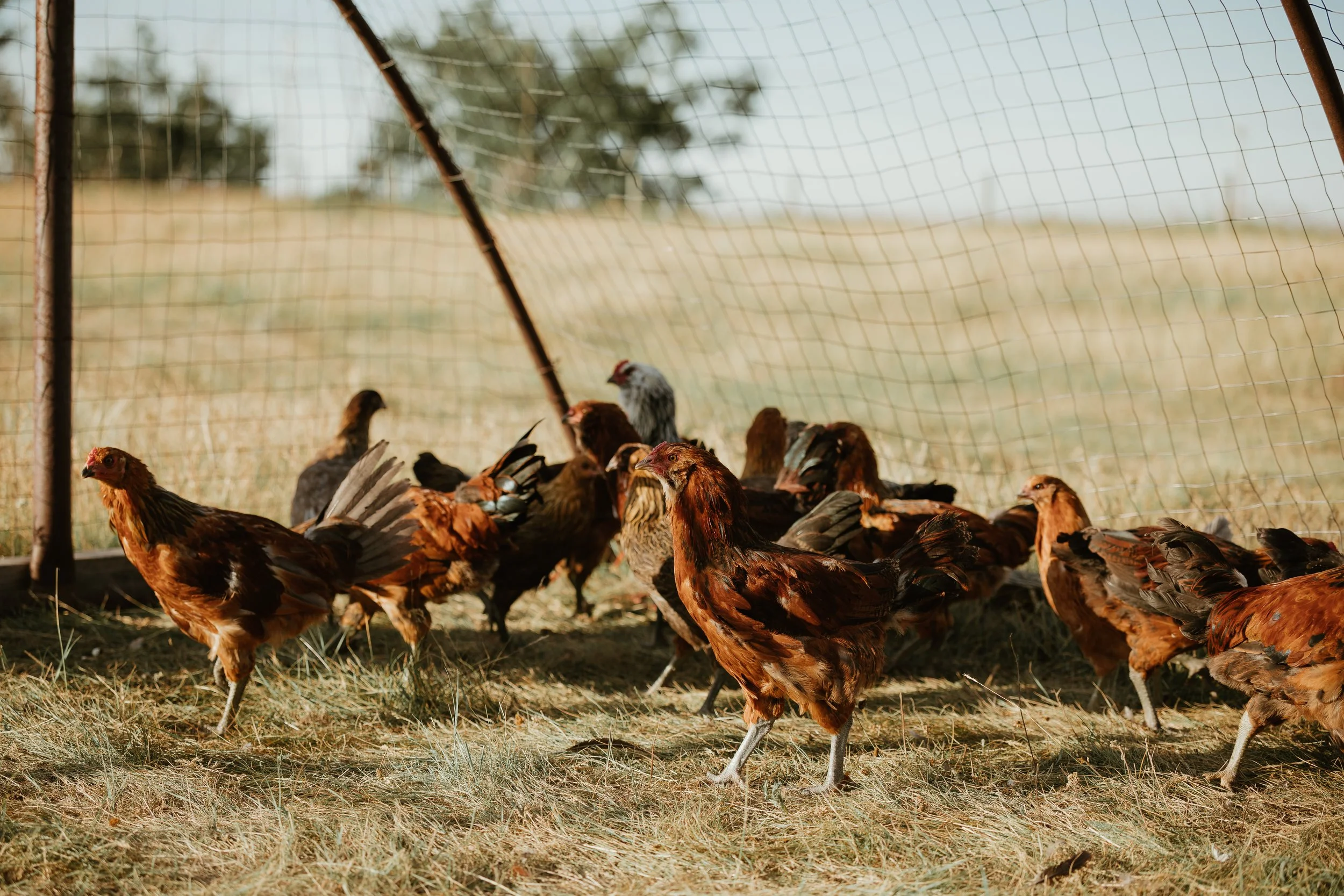 local pasture raised chicken alberta