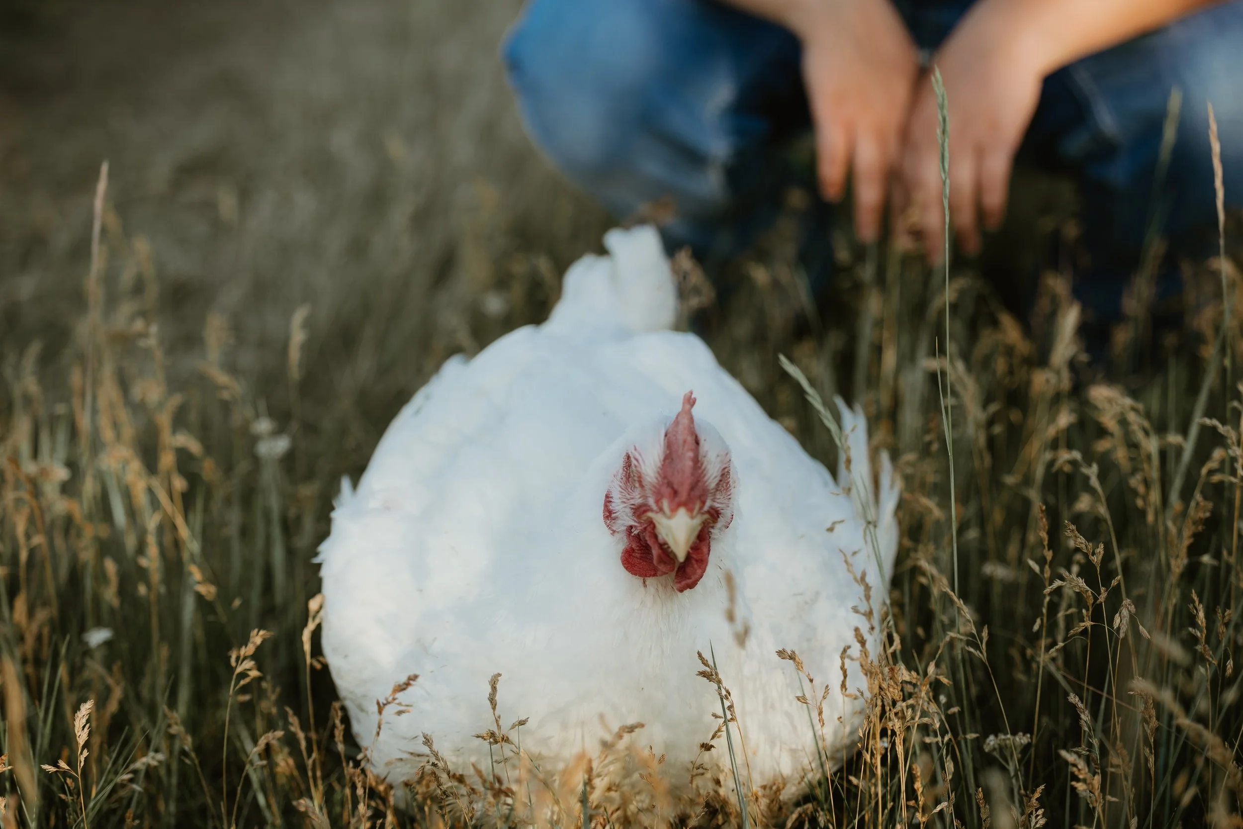 Whole Chicken Pre-Order Deposit- (Minimum Order 5)