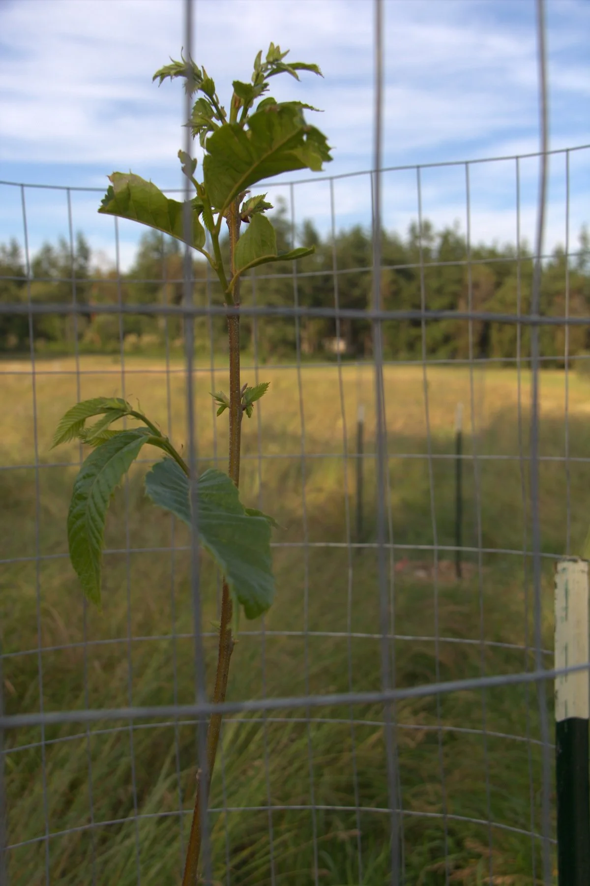 Hazelnut Work Party, Sat Feb 24th