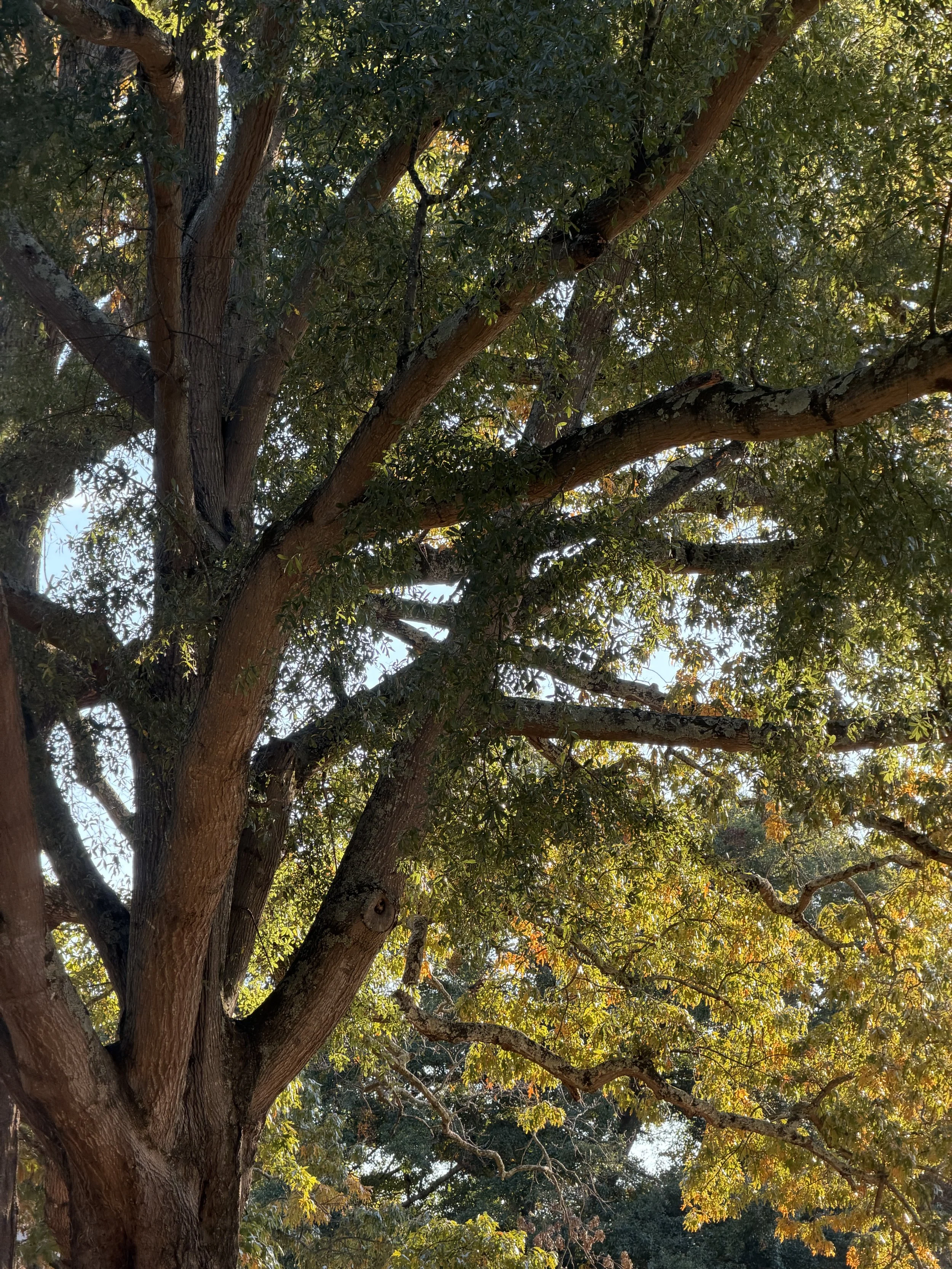 Hinds feet on high places