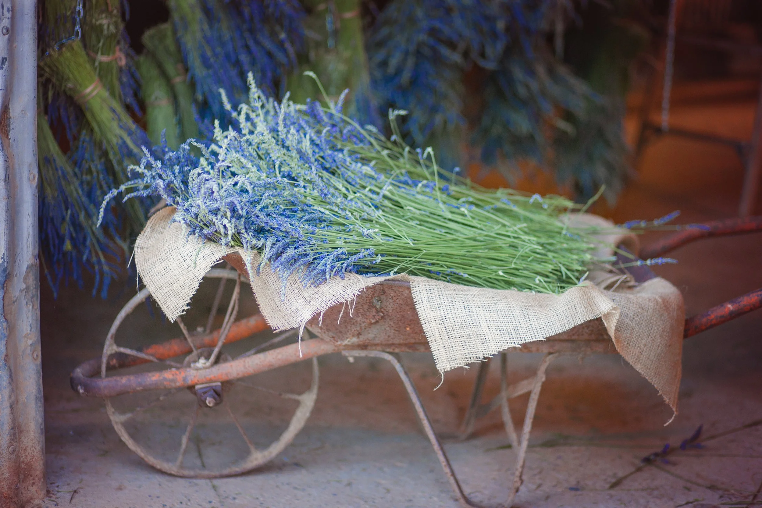 Fresh Lavender Bundle  The Farmer's Wife