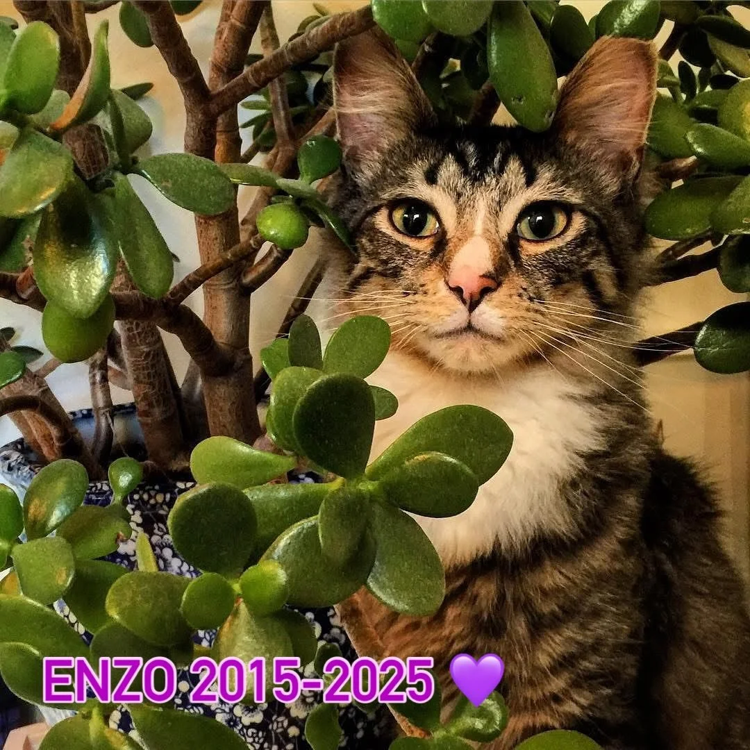 Our wee Enzo went over the rainbow bridge last weekend.  He was a fabulous little fur boy. 💕