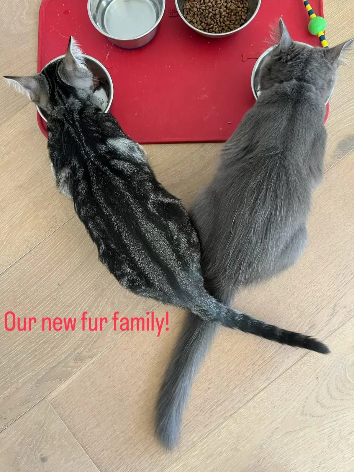 We finally brought our two new furs home! Meet Archie and Oliver.  So far, Wallace is being an amazing big brother!  @ron_haelodesign