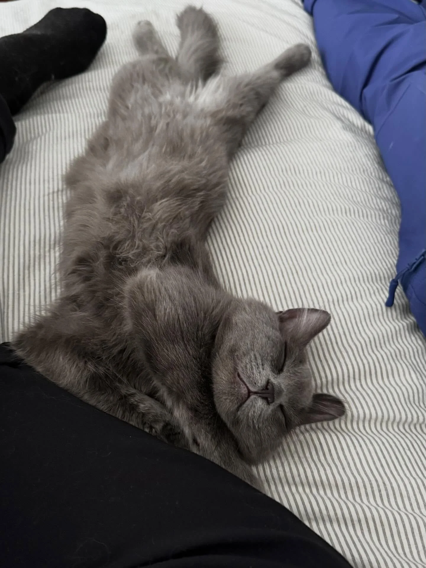 Wishing you all deep contentment in 2026! Our new wee Oliver has already found his happy place. ✨🐈&zwj;⬛