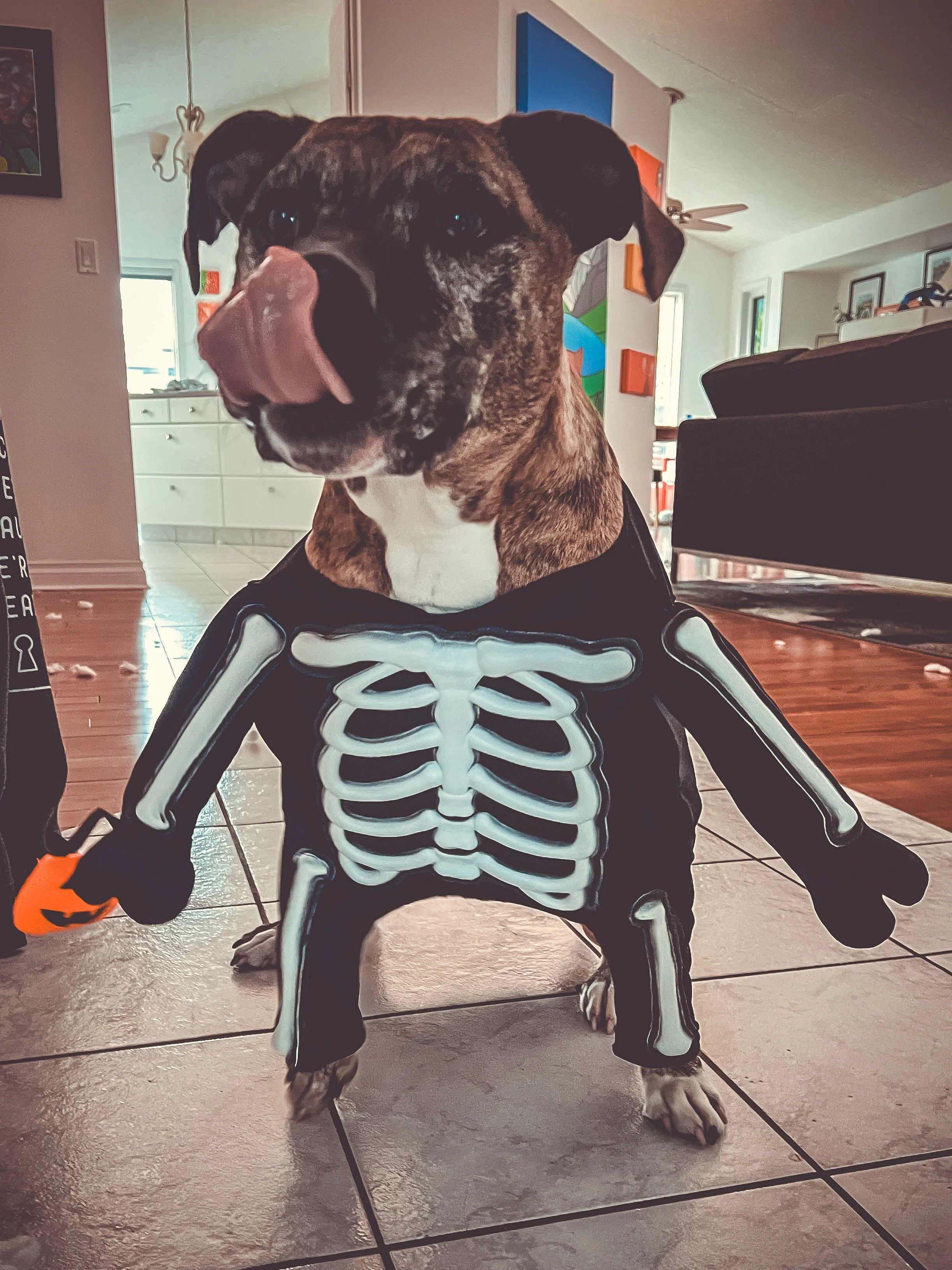Photo of Dolly wearing a skeleton halloween costume