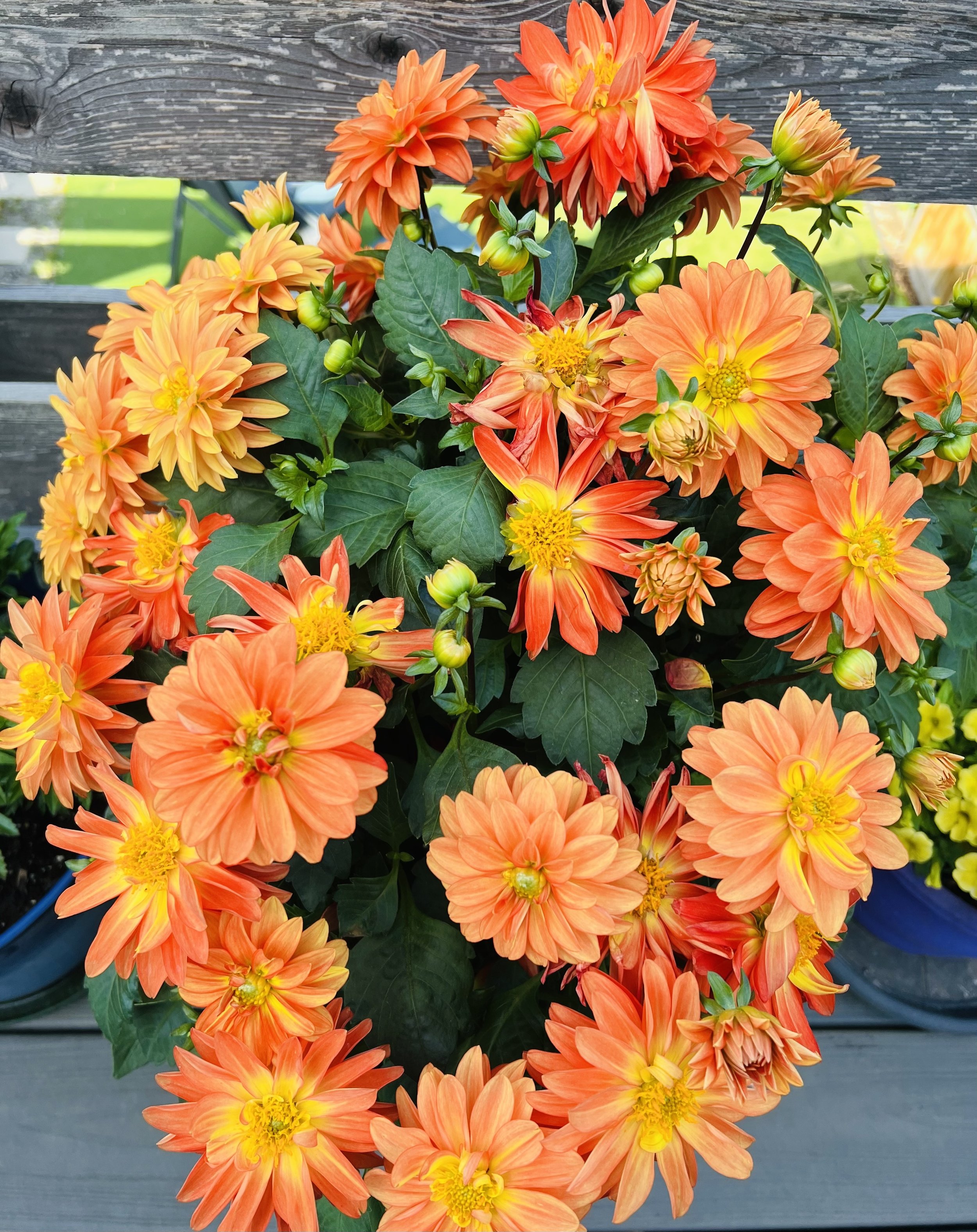 Photo of orange dahlias