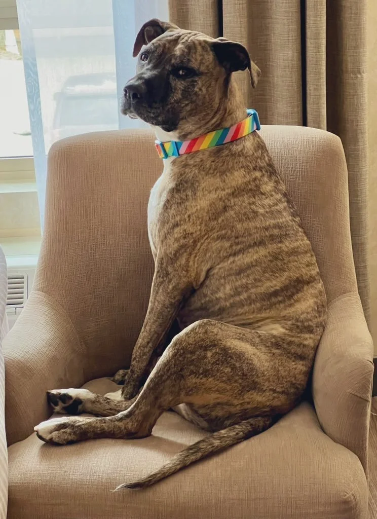 Photo of Dolly sitting on a beige hotel room chair