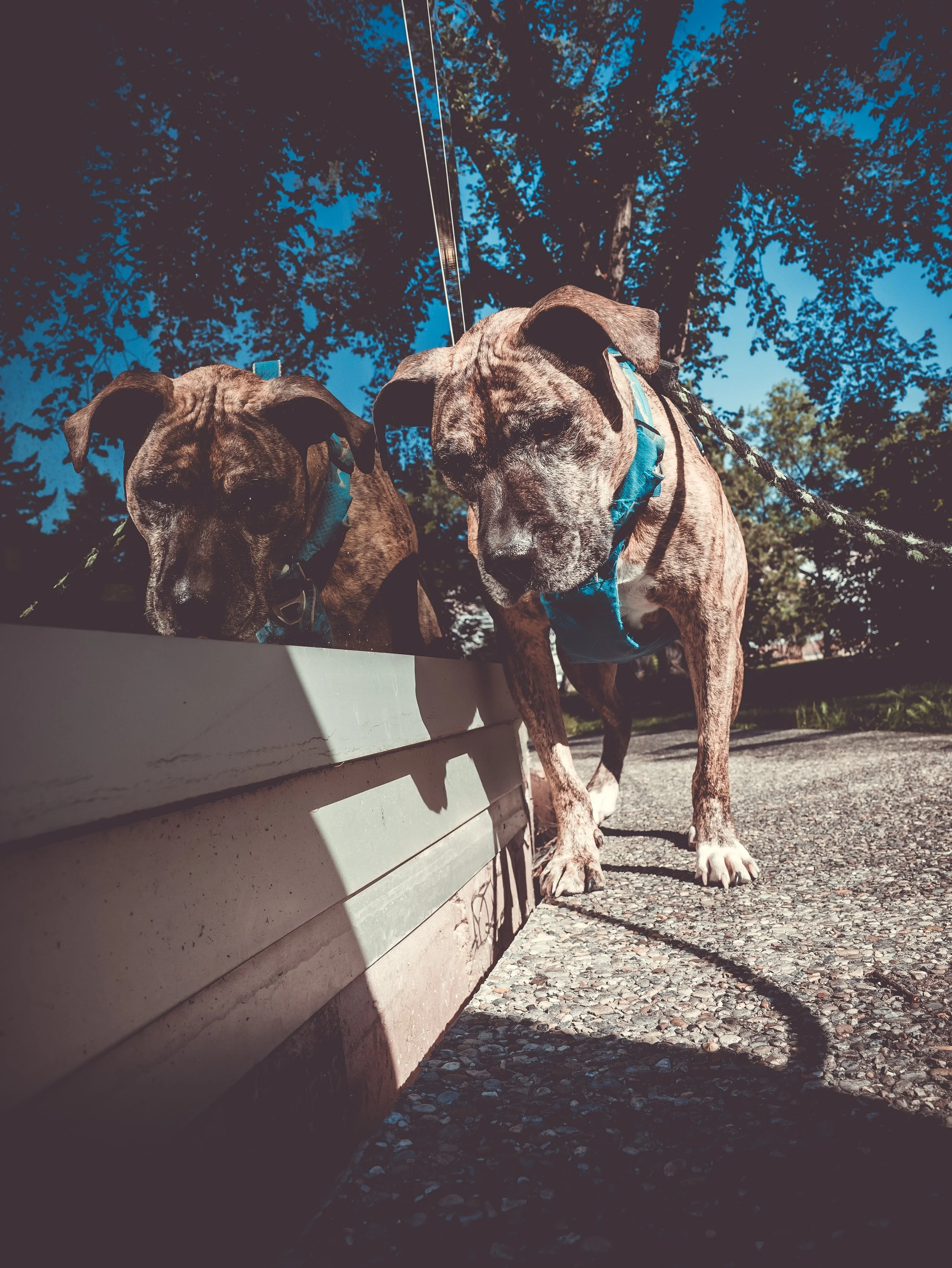Photo of Dolly taken by Jeff woodward standing next to the borden park pavilion with her image reflected in the mirrored glass