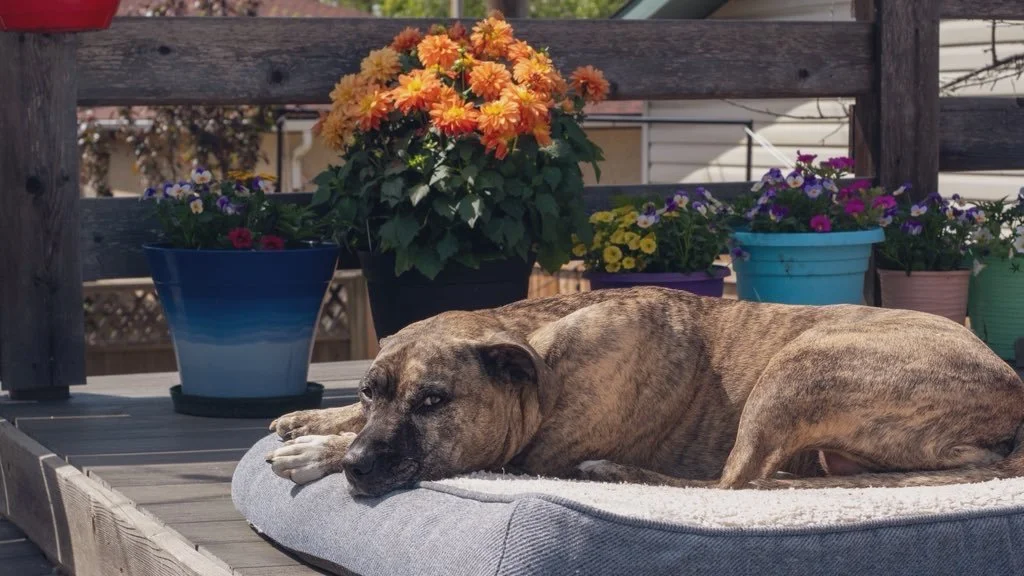 Photo of Dolly the brindle pitttbull lying on a dog bed outside next to orange dahlias