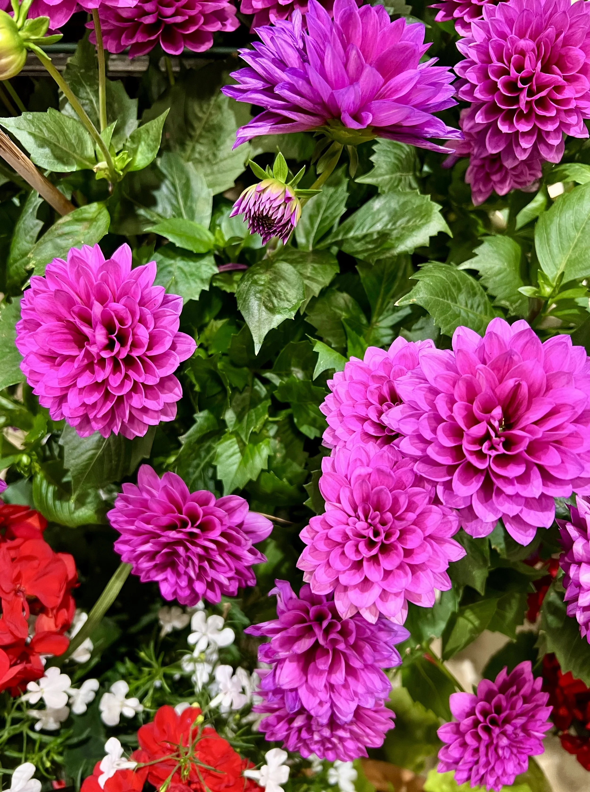Photo of pink dahlias