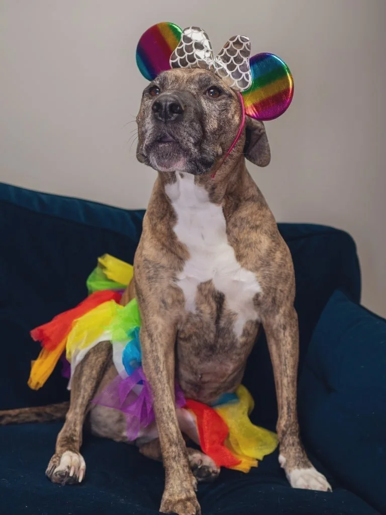 Photo of Dolly the brindle pittbill sitting on a blue chair wearing a rainbow tutu and headband with rainbow mouse ears and shiny bow.
