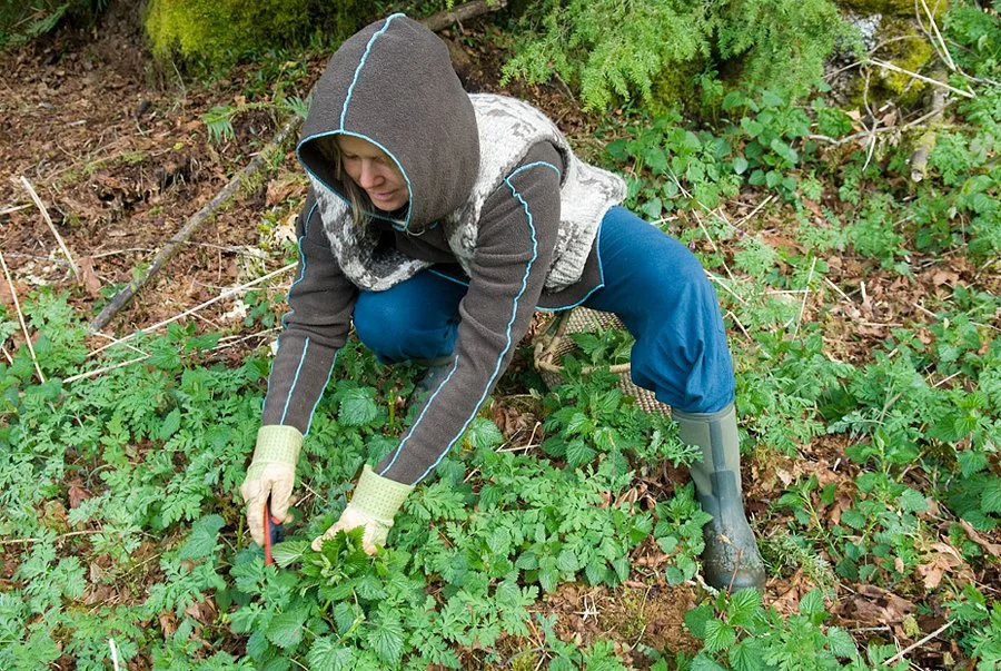 nettle picking