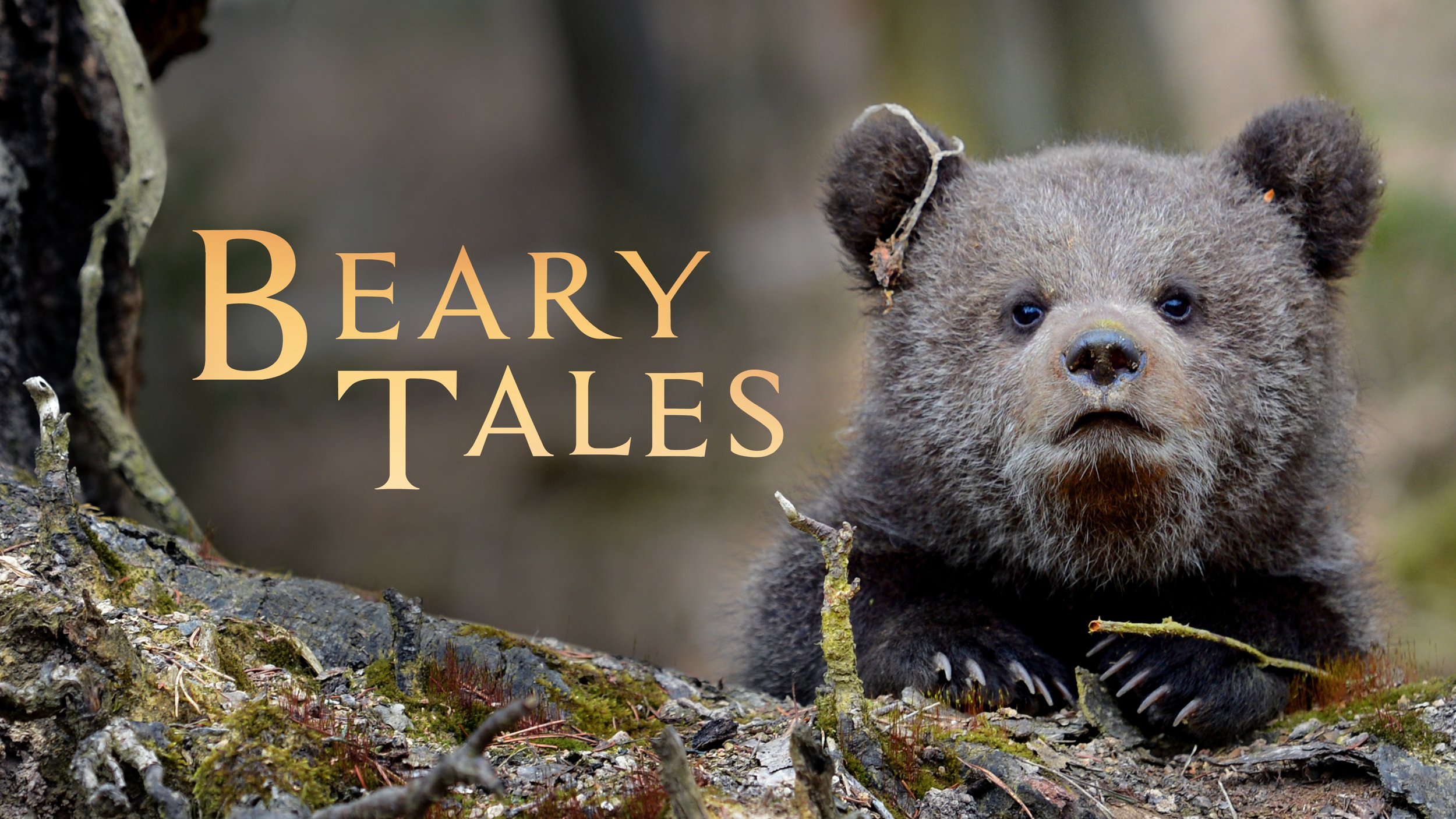 BearyTales_4k.jpg