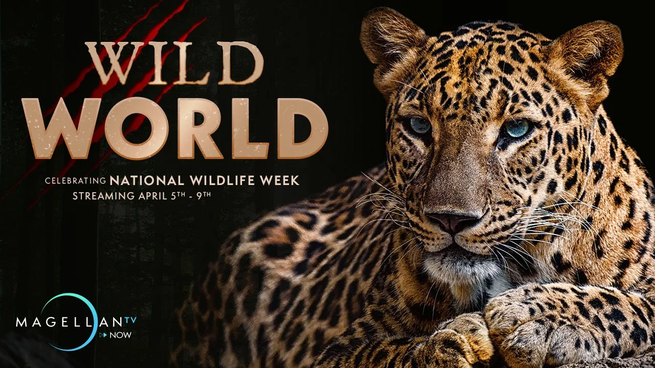 NatlWildlifeWeek_MGTVNow:Voyager_Emailer_US_UK.jpg