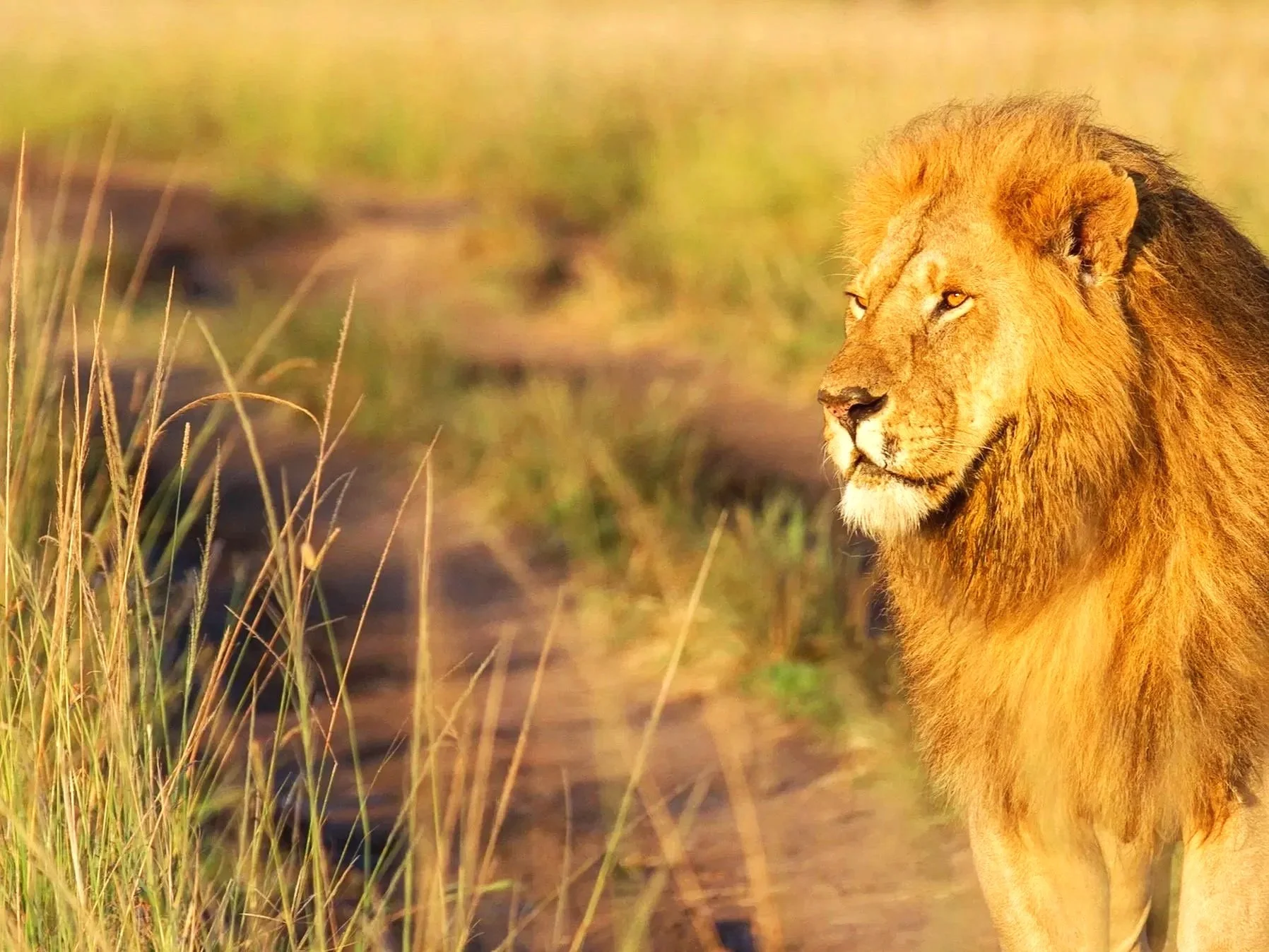 Safari in the Maasai Mara, Kenya