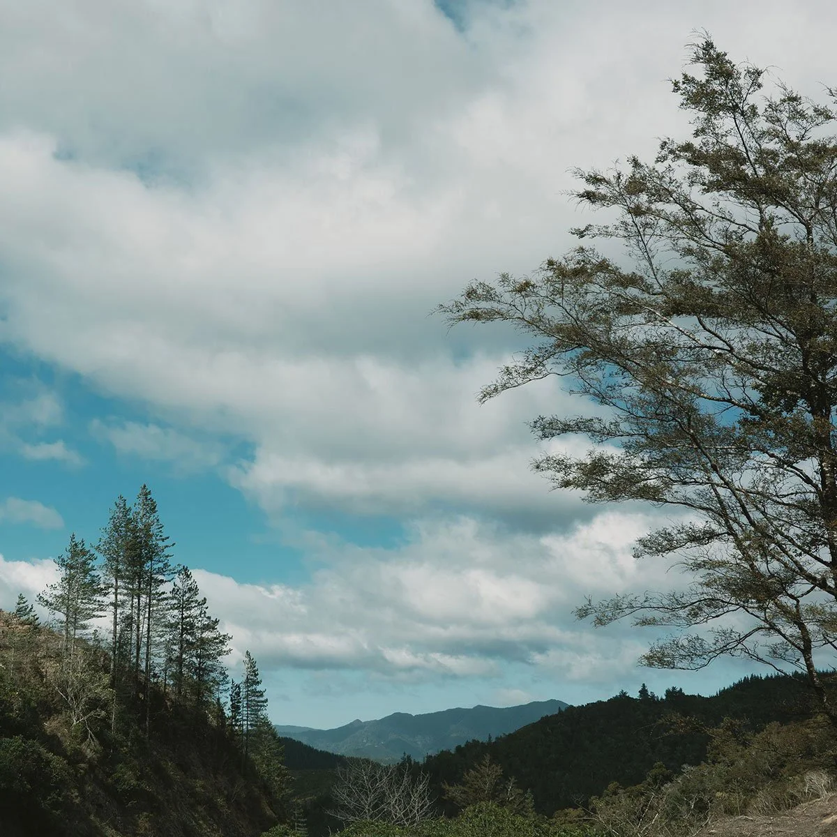 New Zealand Wine Odyssey