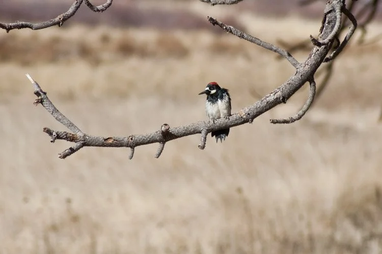Acorn woodpecker