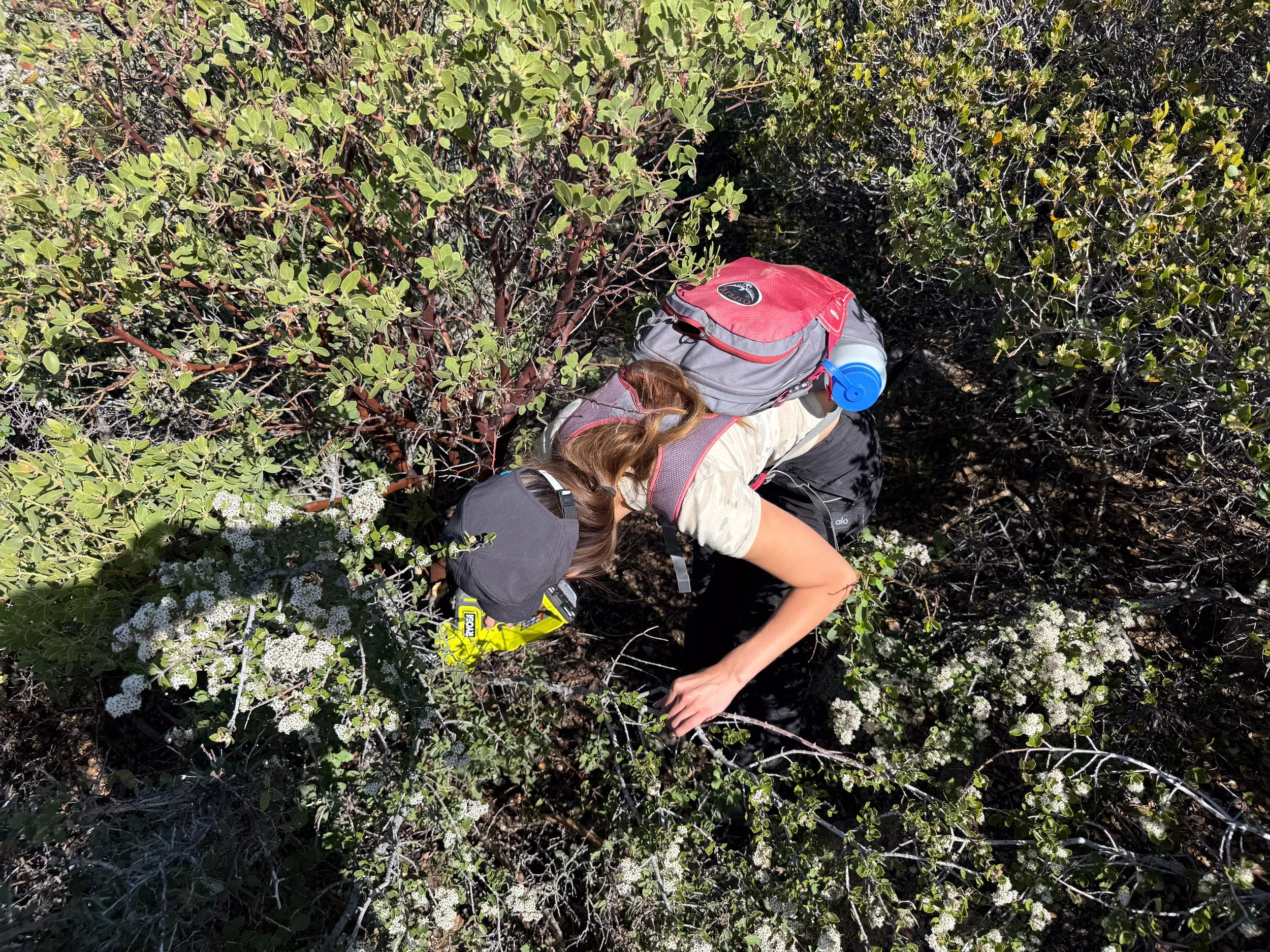 Sawing manzanita in Mount Laguna