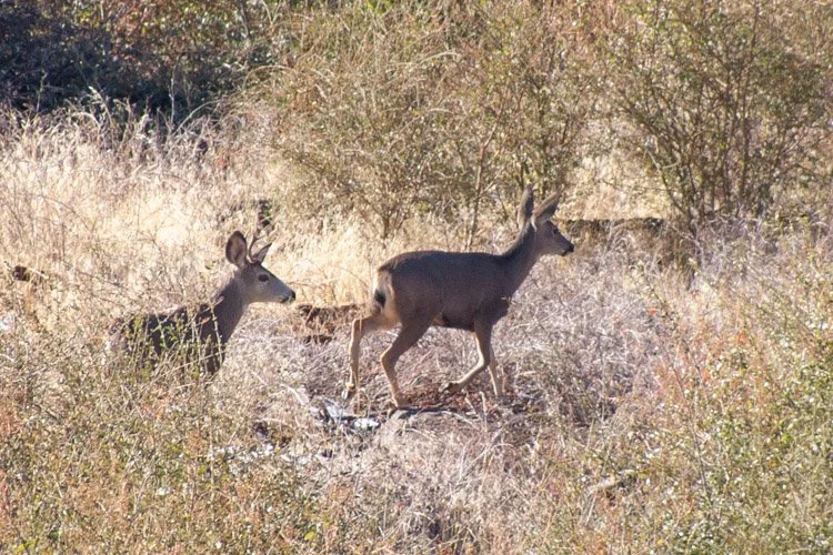 Mule Deer