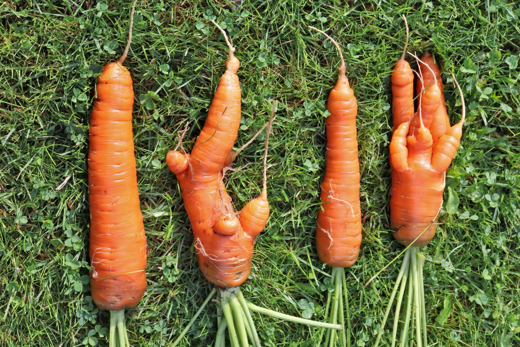 Why do some carrots grow in odd shapes?