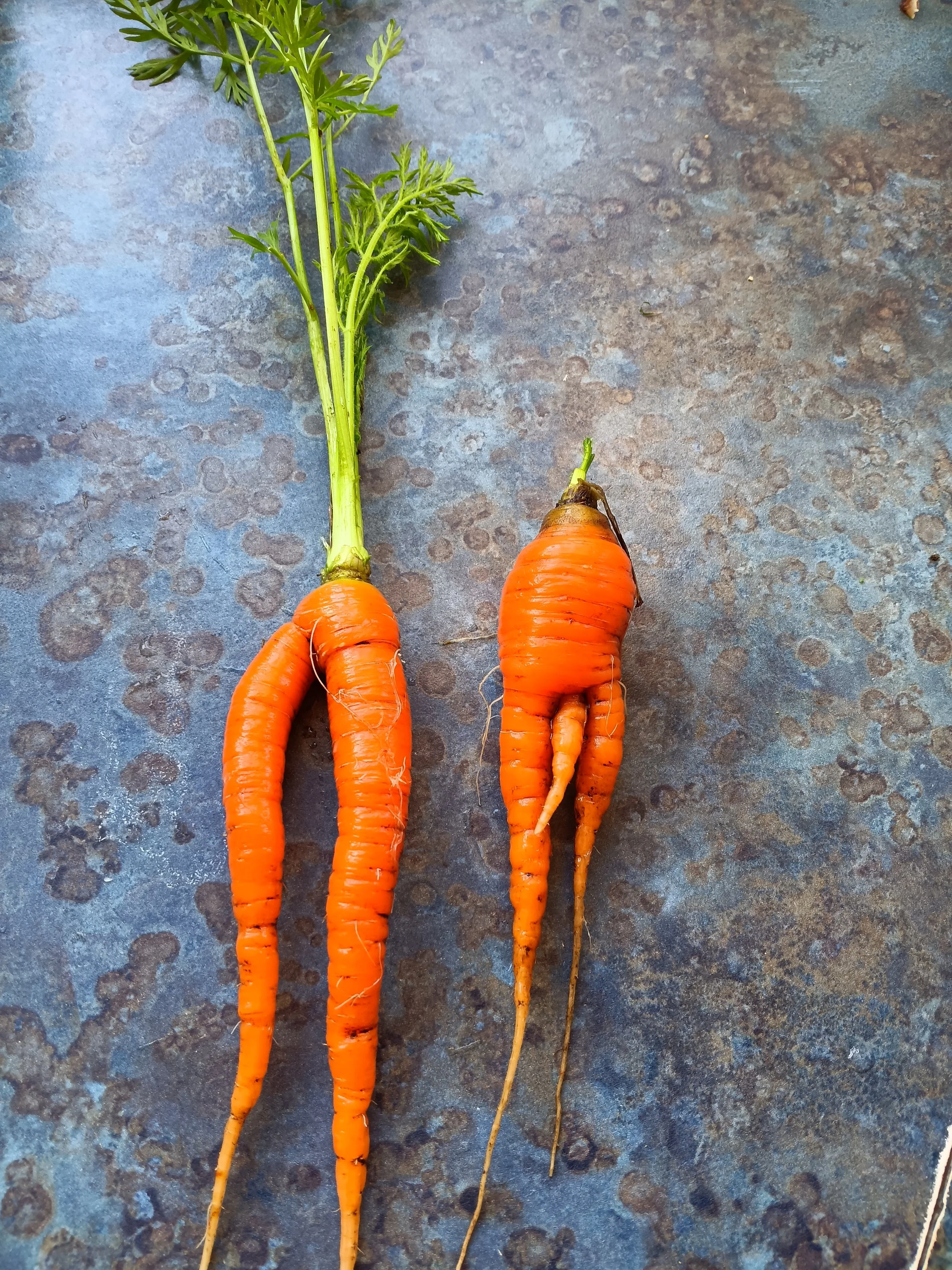 Why do carrots grow in odd shapes? Top reasons explained.