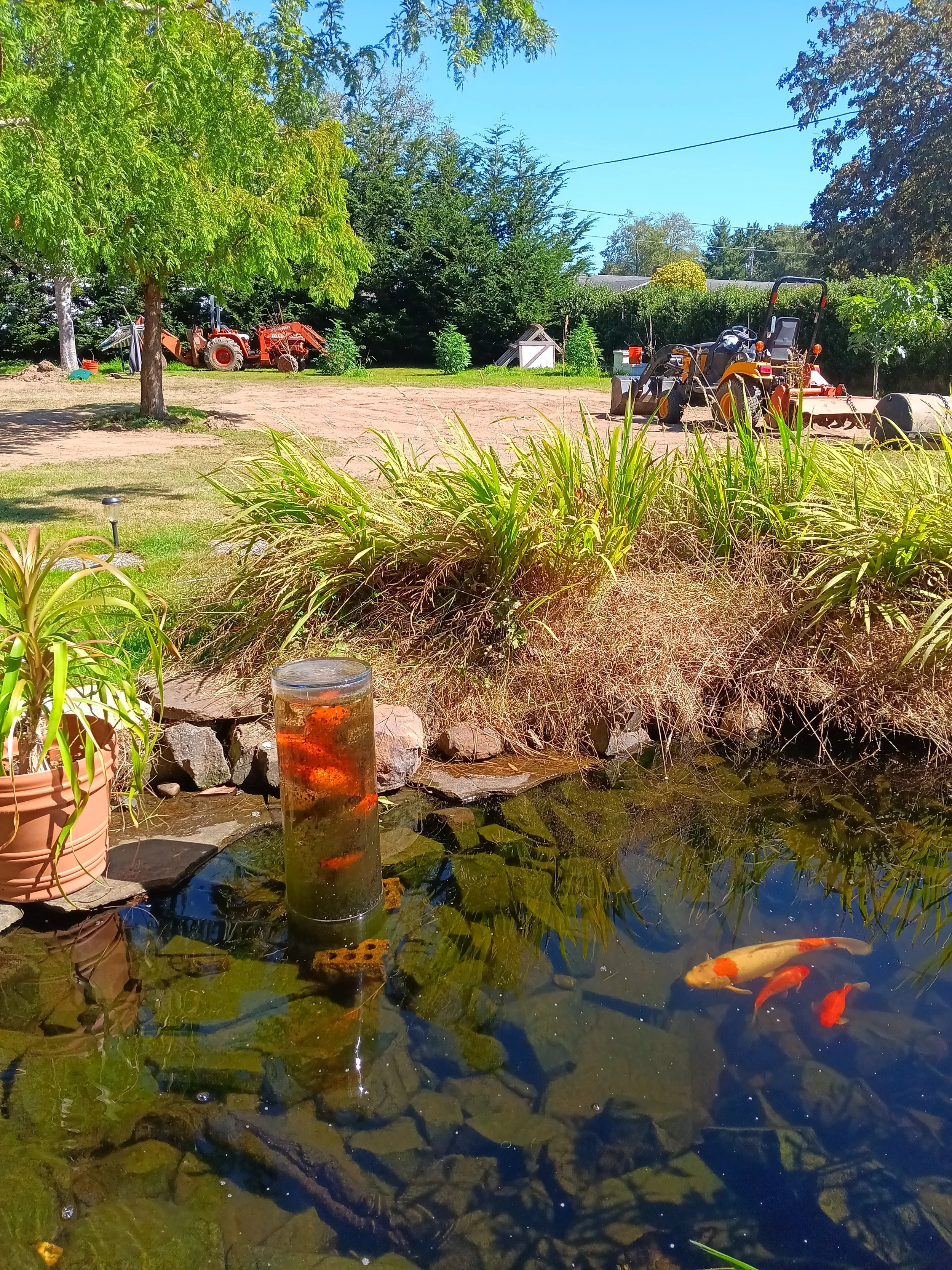 What happens to fish in the winter?