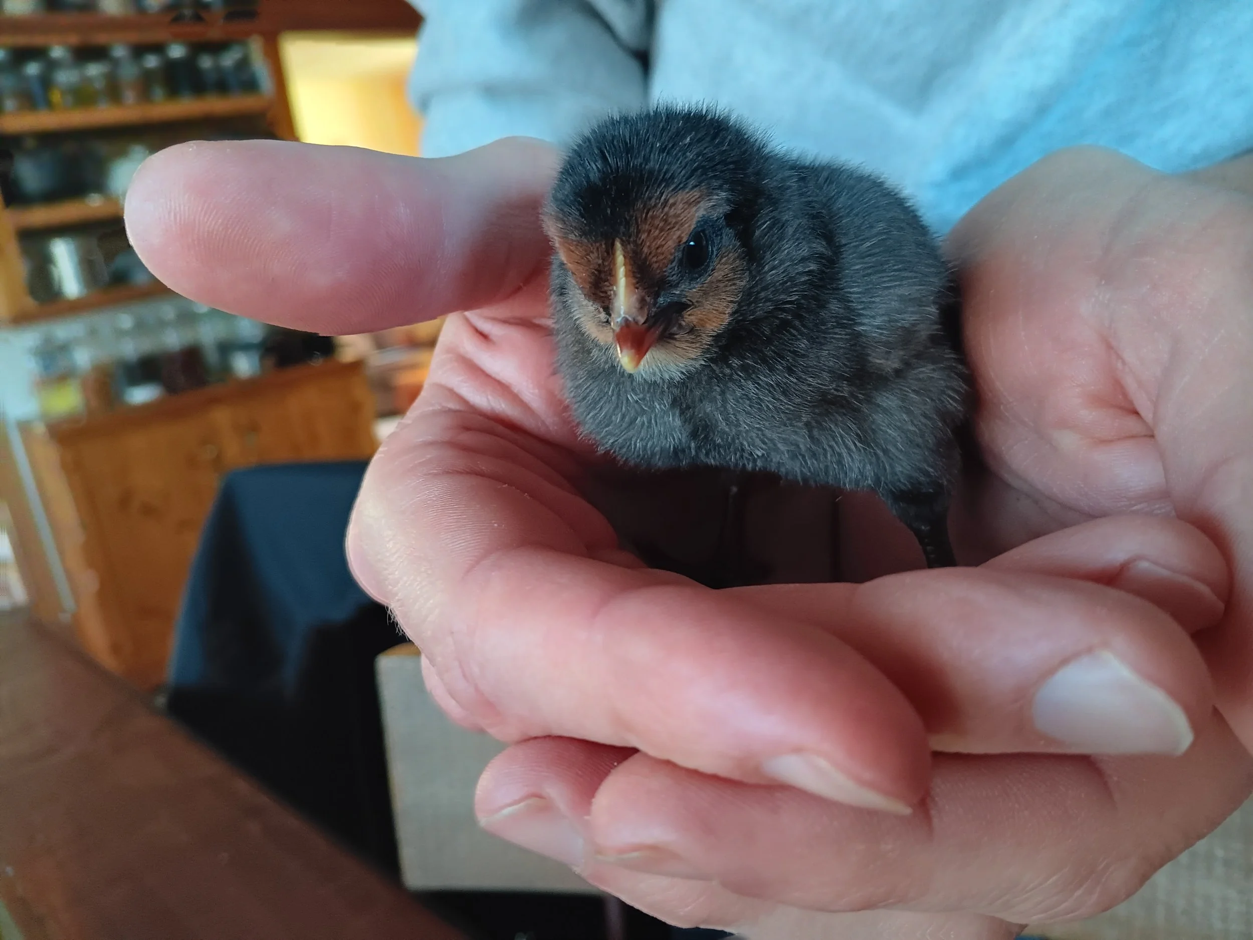 How to make simple healthy chick food