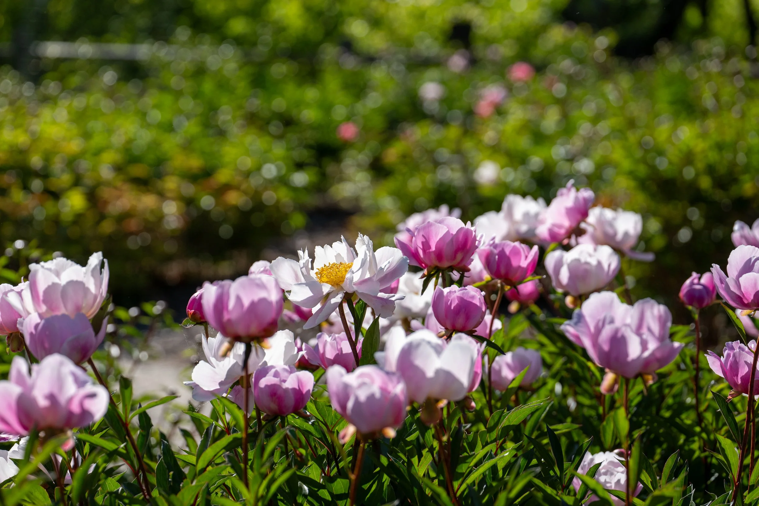 P1024199.jpg