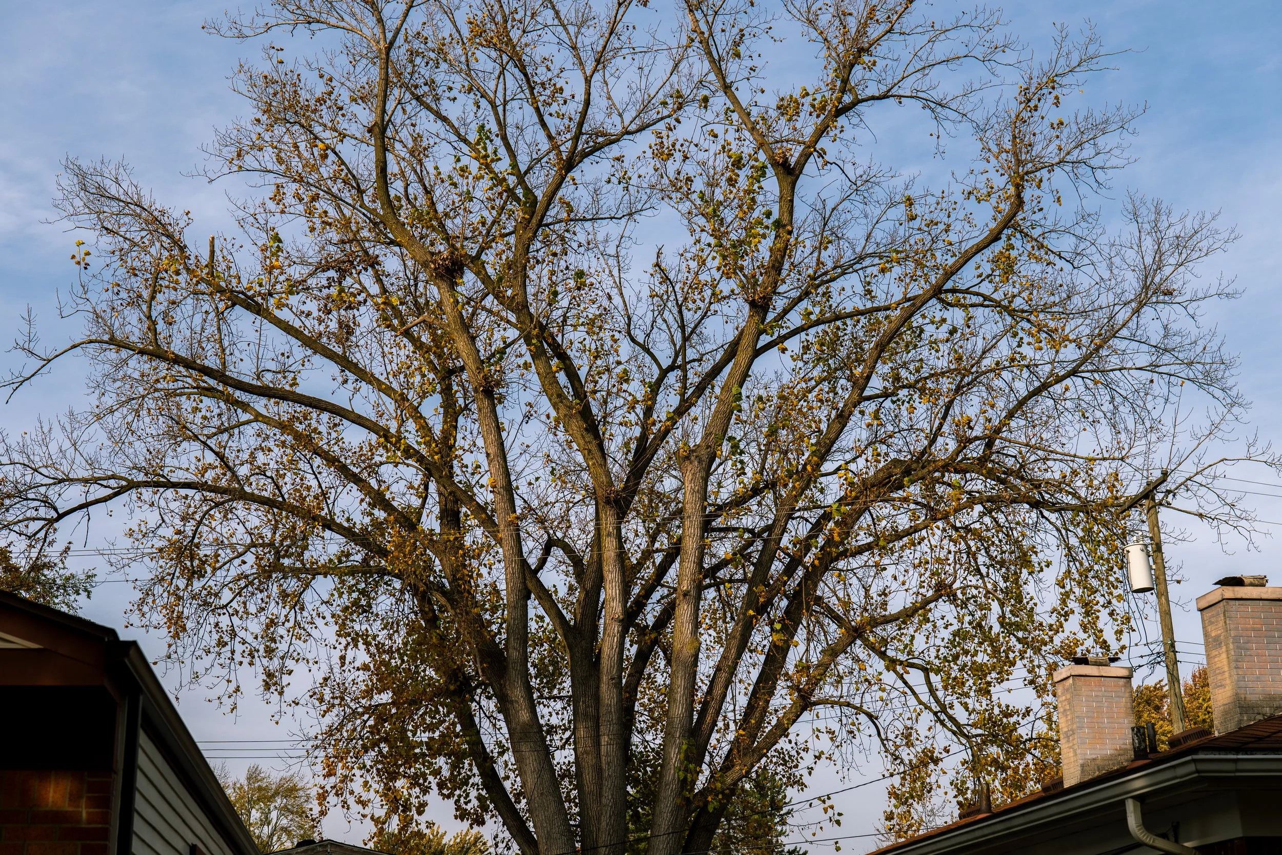 P1011731.jpg