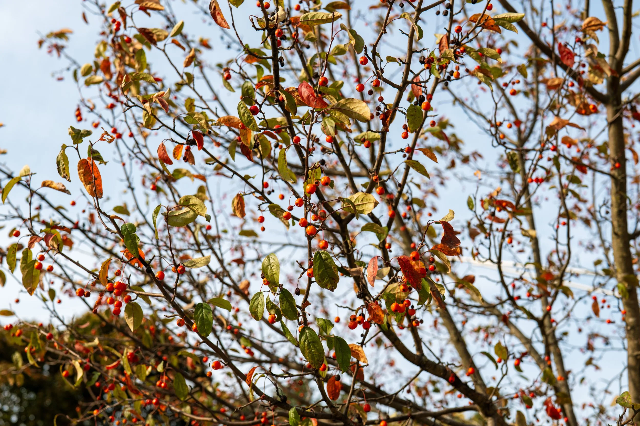 P1011734.jpg