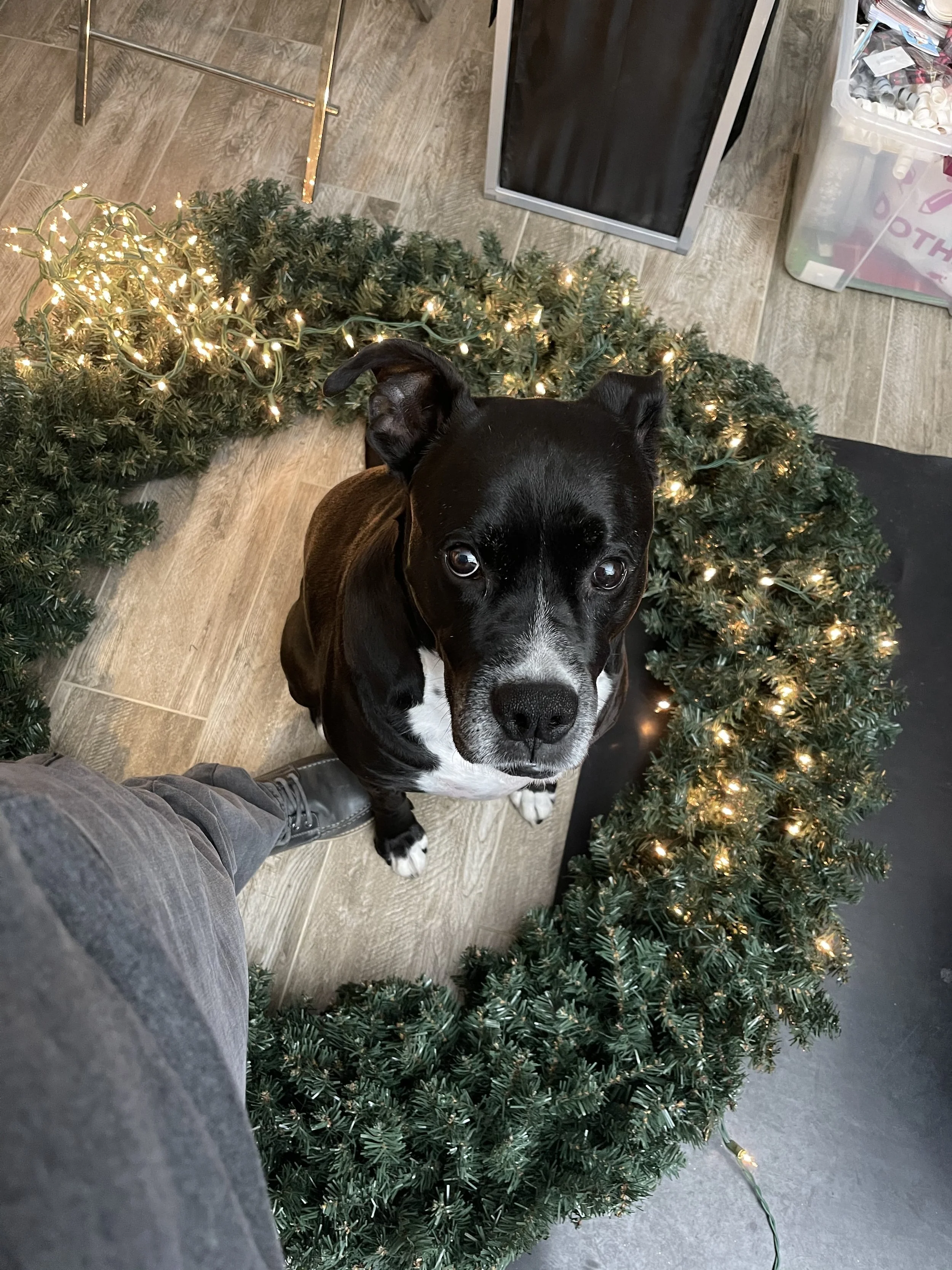 Max overwhelmed by Christmas Lights