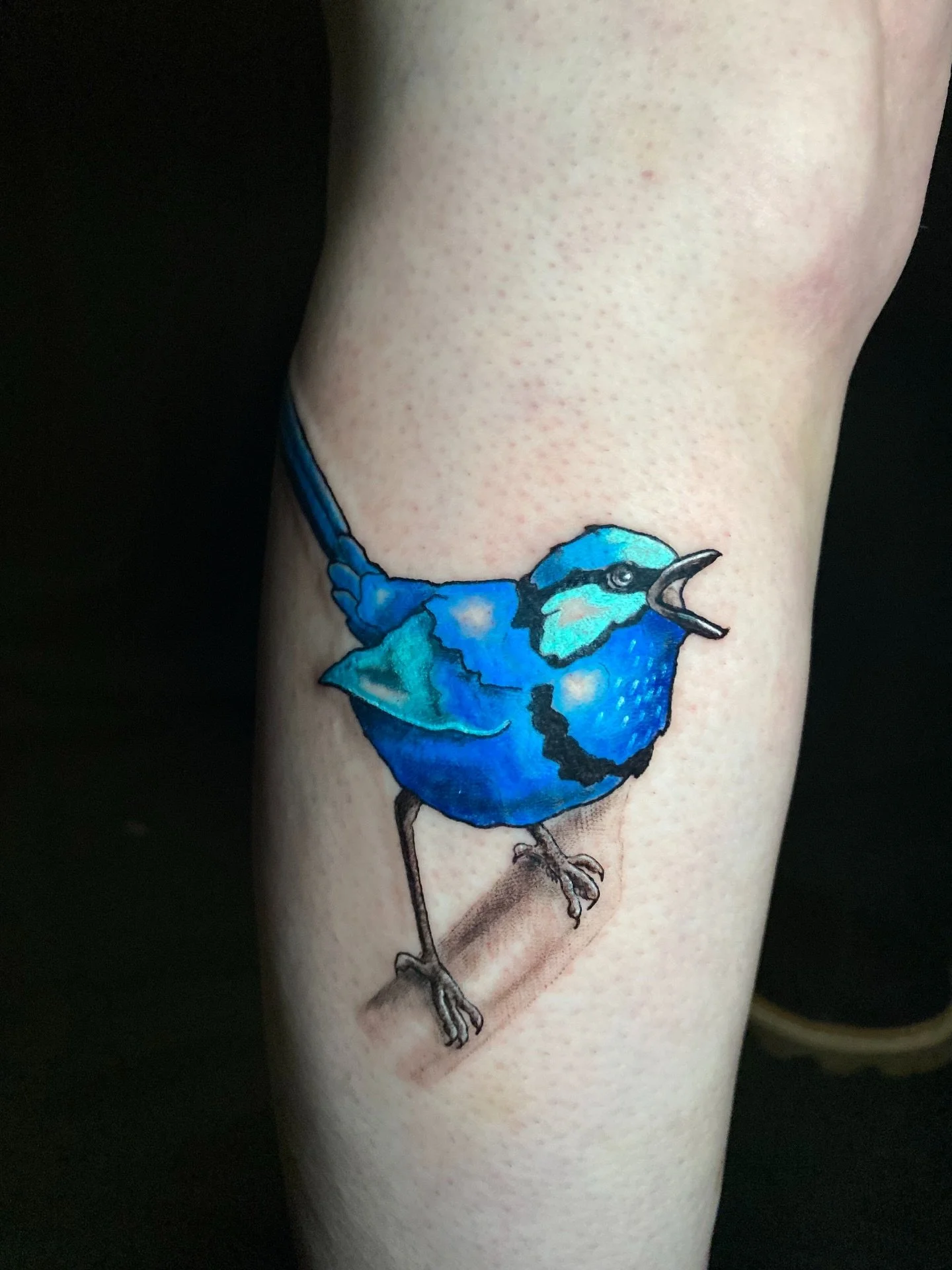 Sassy lil Splendid Fairywren for Wren! 💙 Inspired by my bird flash sheet. 
#pghtattoo #alexamillerdesign #goldengaiatattoo #illustrativetattoos #birdtattoo