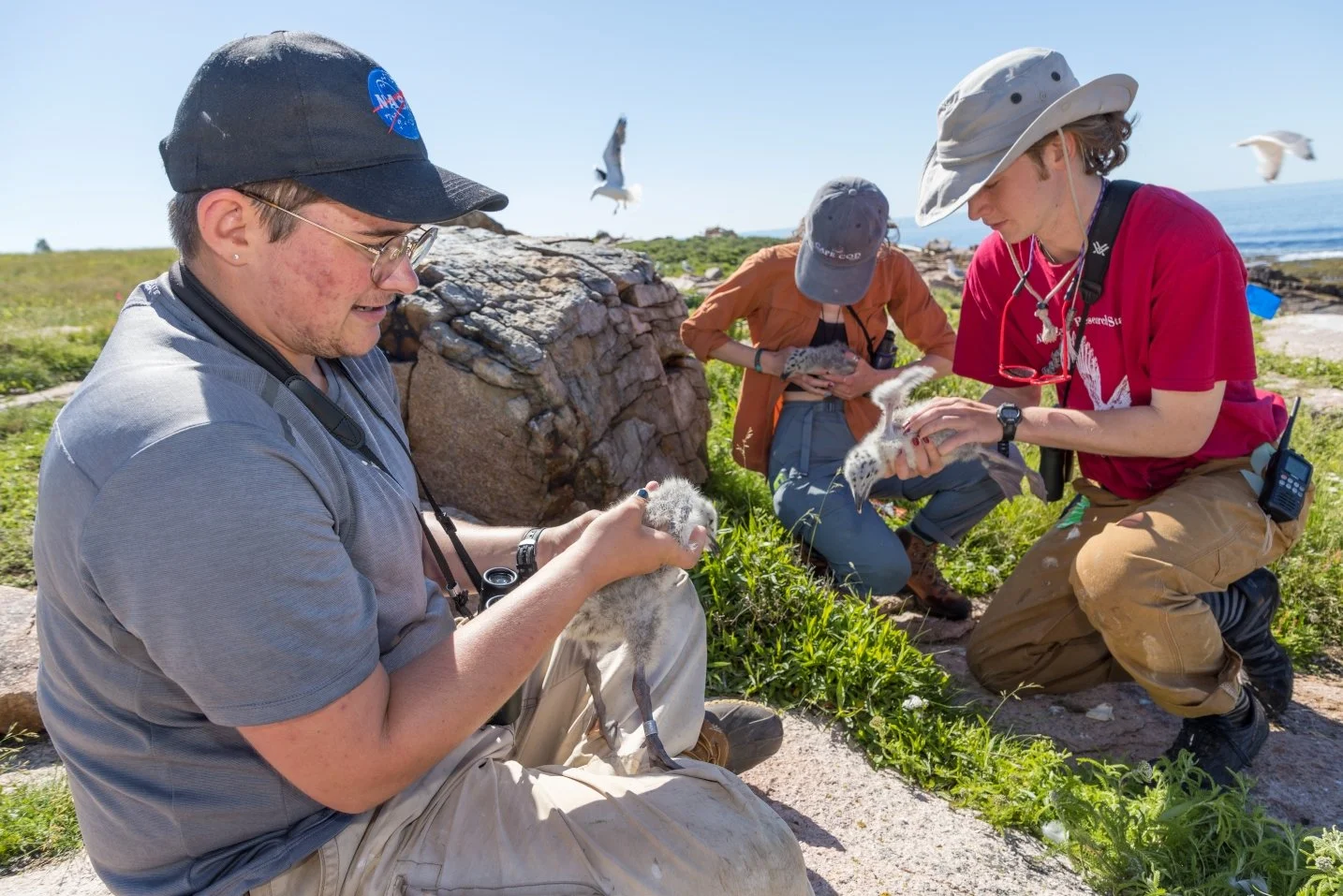 COA students work on a seabird monitoring project on Great Duck Island.