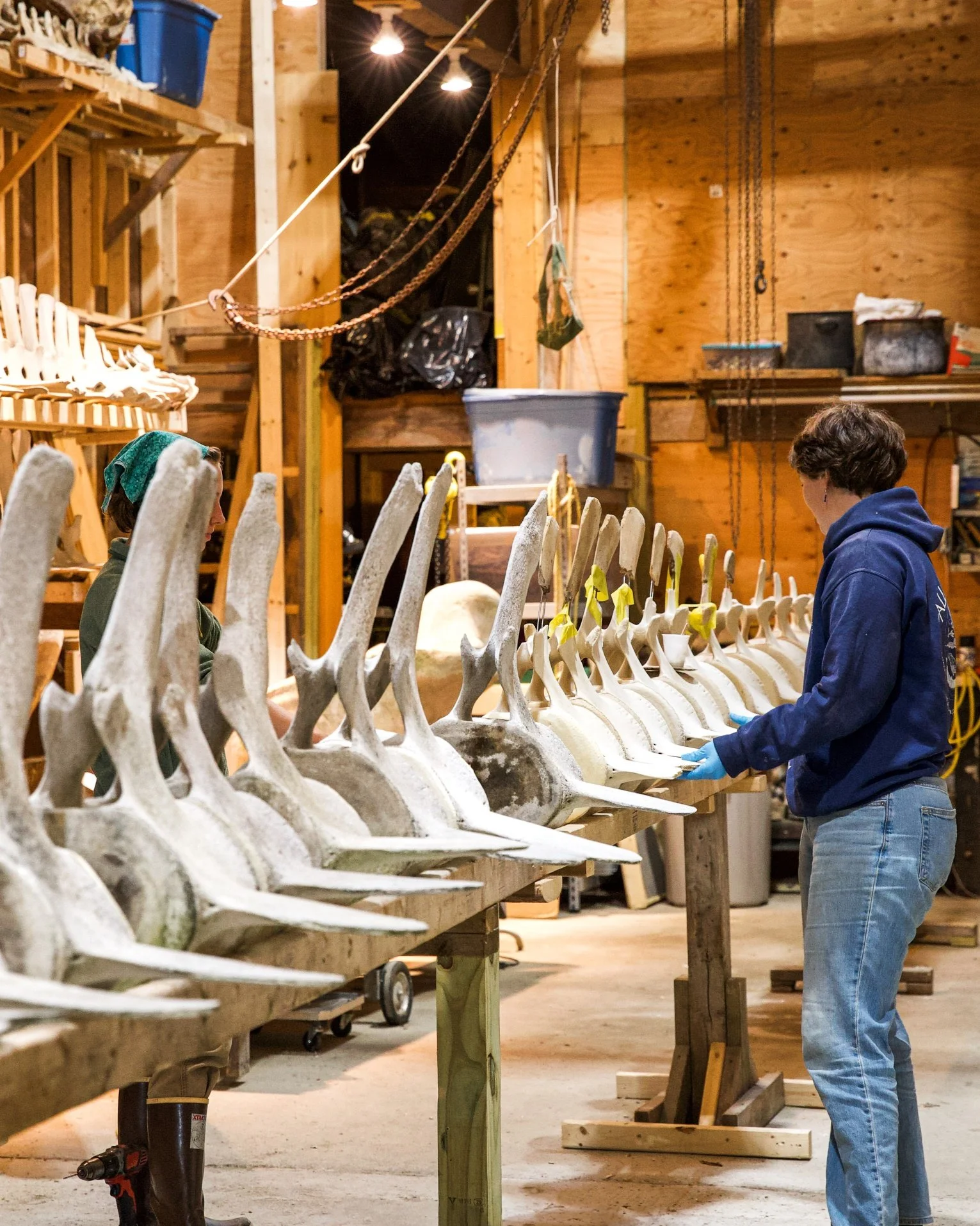 A COA student working on a whale skeleton articulation project.
