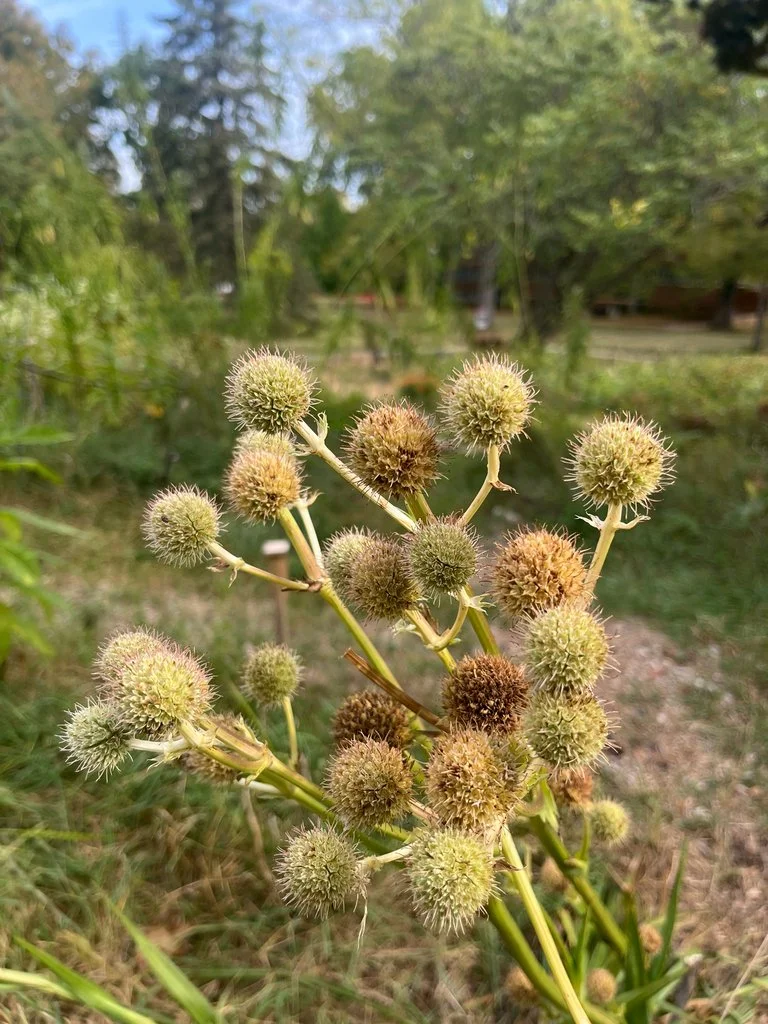Rattlesnake Master plant in a field