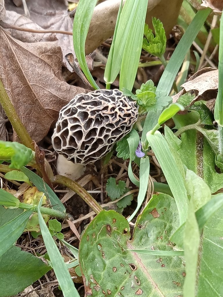 an American Yellow Morel