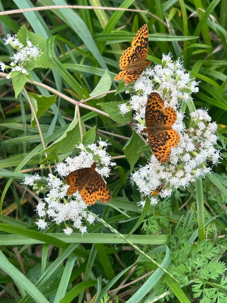 Meadow Fritillary butterflies feeding on late-season flowers