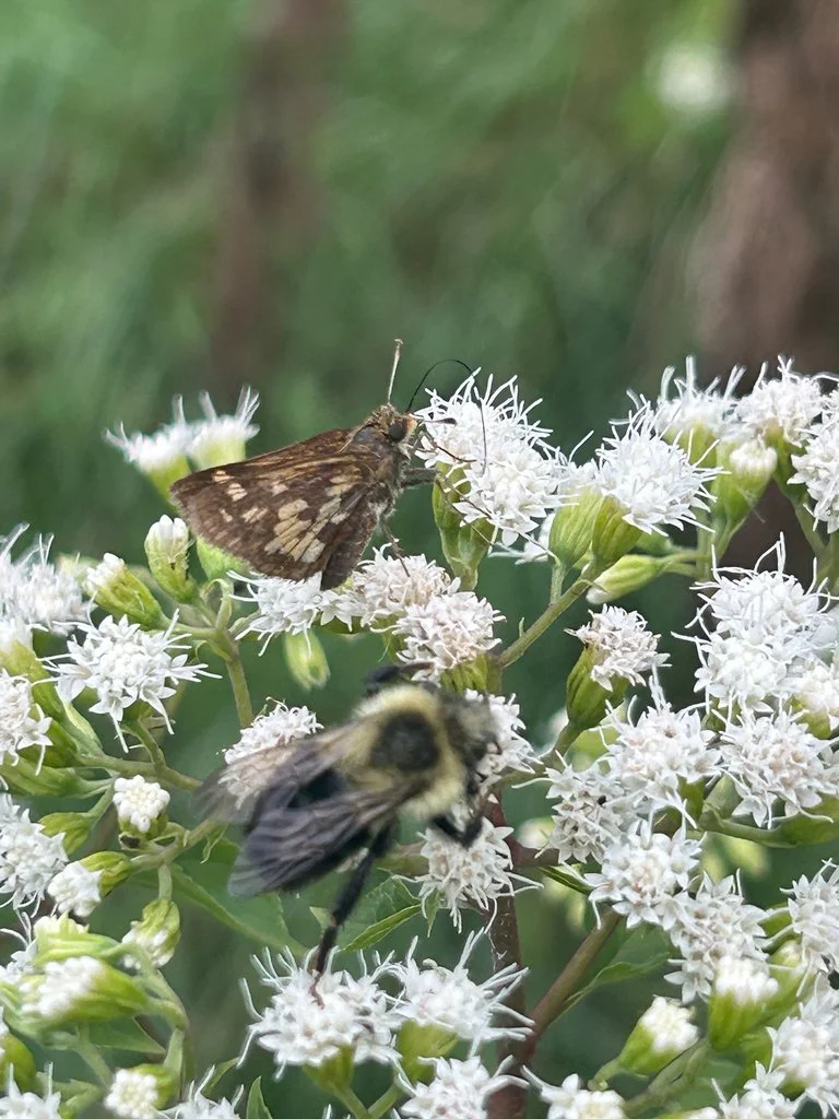 an Eastern Bumble Bee and a butterfly on flowers