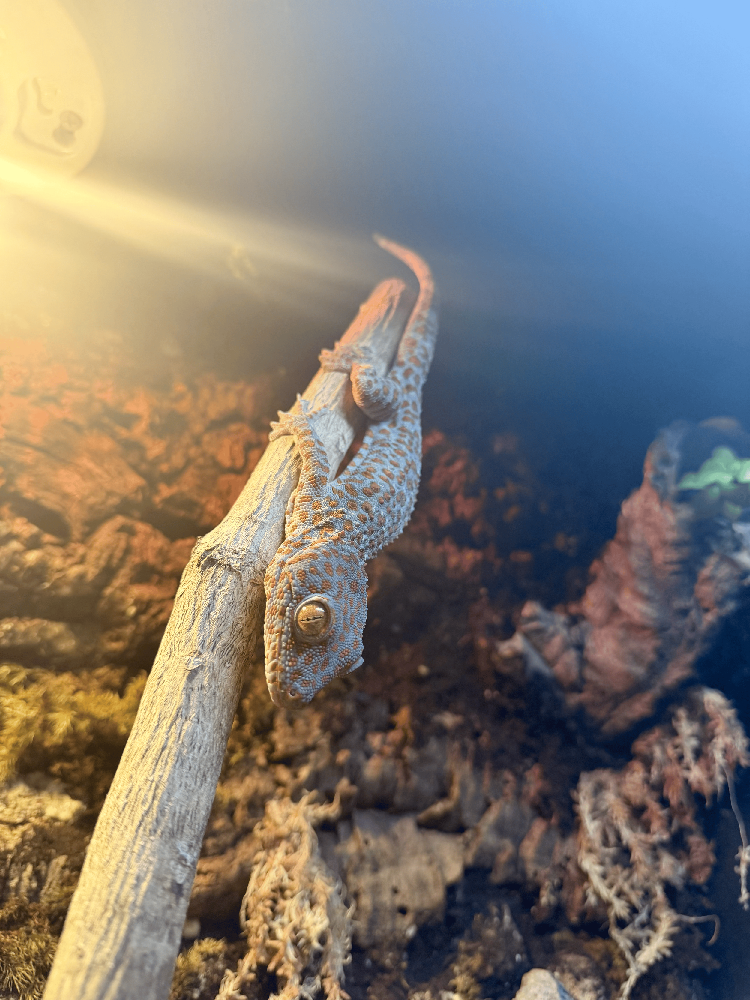 Why Did This Happen to Me? What a Rescued Gecko Taught Me About Reframing Trauma