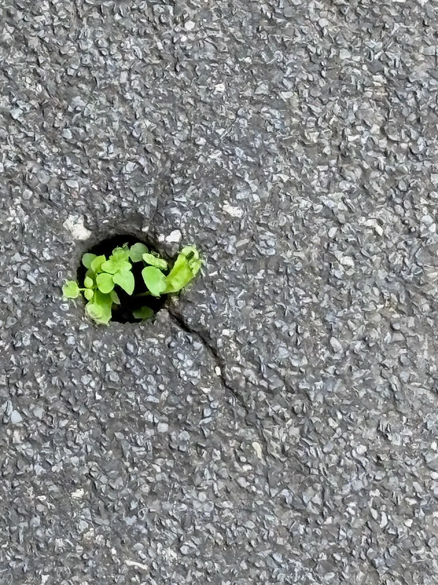 🤍 Quando speranza e resilienza si incontrano, c&rsquo;&egrave; vita. 🌱 Viva le piante, maestre di consapevolezza! 🤍 #Yoga #Meditazione #Consapevolezza #Vita #Milano