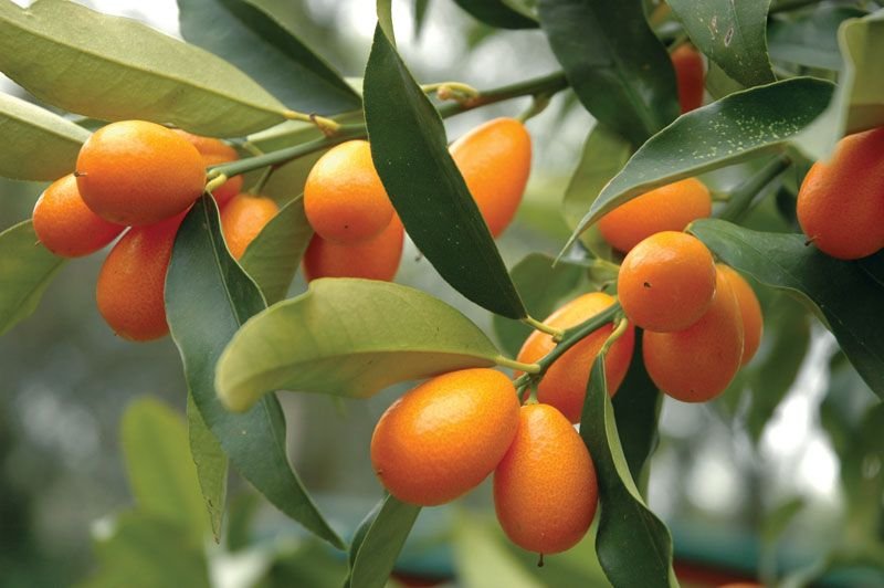 Kumquat-fruit.jpg