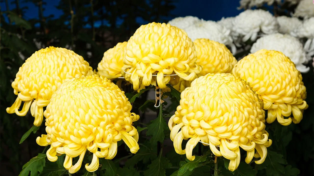 CHrysanthemum_Flower.jpg
