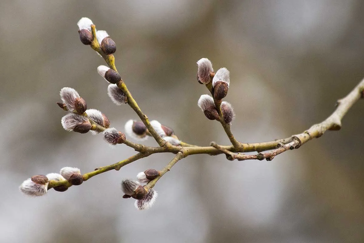 Spring-Blooms-on-Pussy-Willow.jpg