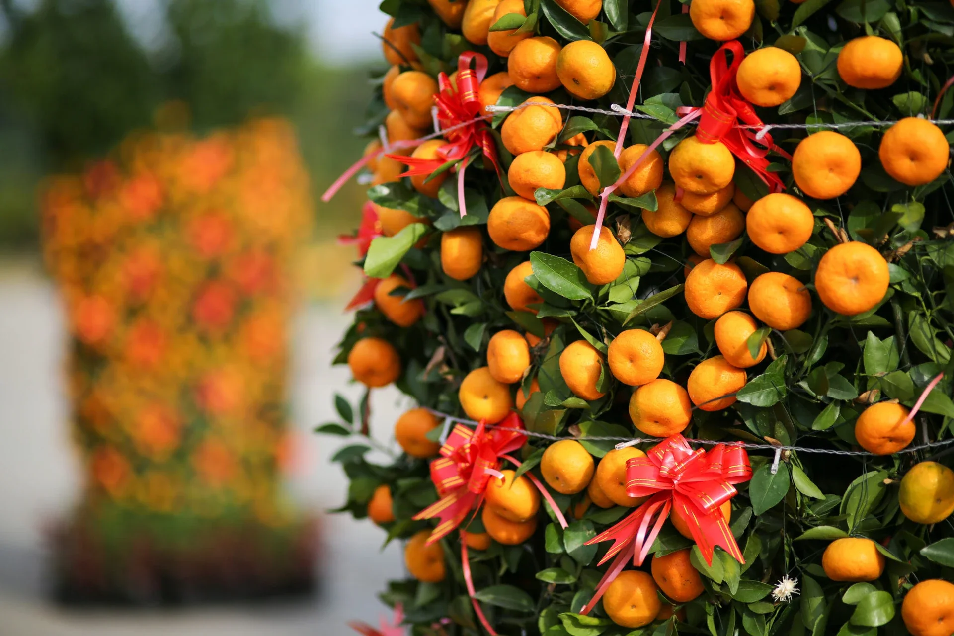 large-citrus-treel-lunar-new-year-2048x1365.jpg.webp