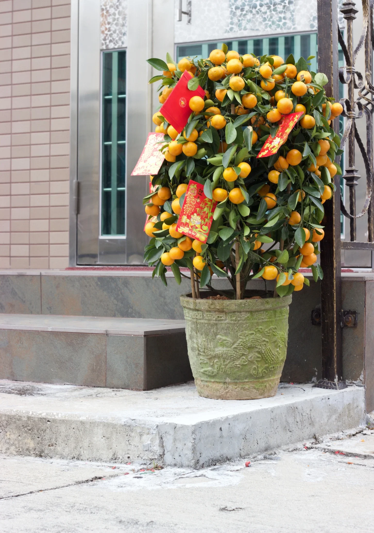 mandarin-orange-trees-chinese-new-year.jpg.webp